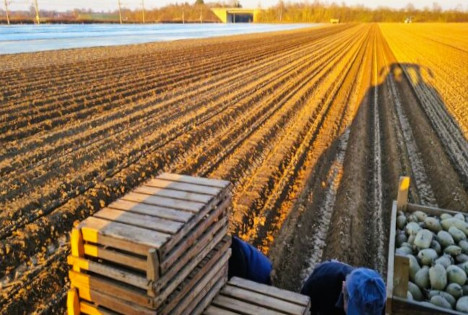 Die ersten Frühkartoffeln sind in der Erde - Erste Ernte wird zu Muttertag erwartet