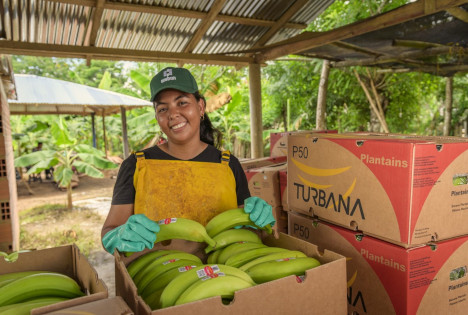 Unibán: Faire Bedingungen - Bananenexporteur zahlt 82 % über dem Mindestlohn