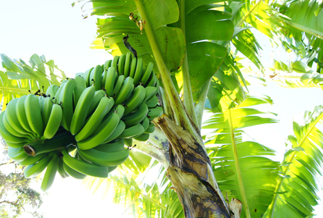 Peruanisches Potential für die Bananenindustrie
