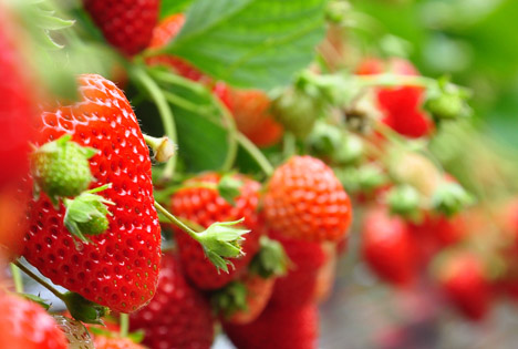 BLE-Marktbericht KW 13: Erste Erdbeeren aus deutschen Glashäusern in Berlin und Frankfurt