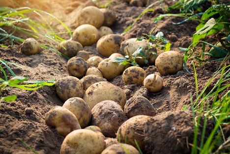 Die ersten Frühkartoffeln in der Pfalz, in Bayern und am Niederrhein sind  gepflanzt ‹ Fruchtportal