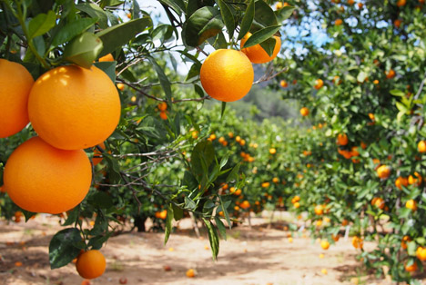 Spanien: Cordobas Orangensaison zu rund 70% geerntet