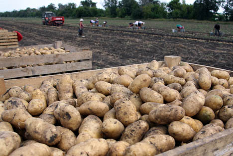 GB: Tesco verkauft ungewaschene Kartoffeln zur Verringerung von Lebensmittelverschwendung