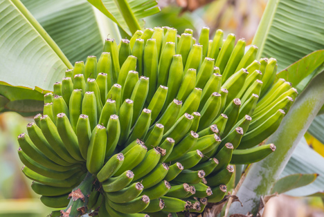 Bananen von den Kanarischen Inseln übertreffen ihren historischen Produktionsrekord