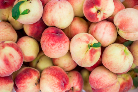 Stolze Erzeuger des Pfirsich- und Aprikosensektors von Frankreich