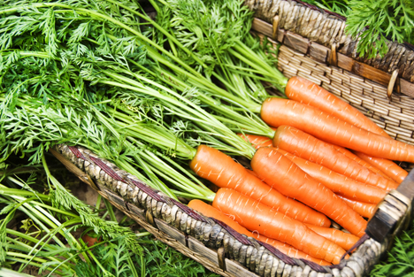 Von Möhren und Karotten: Zweitliebstes Gemüse der Deutschen ‹ Fruchtportal