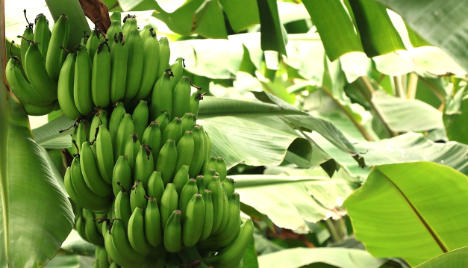 Erholung der Bananenpreise auf den Kanarischen Inseln
