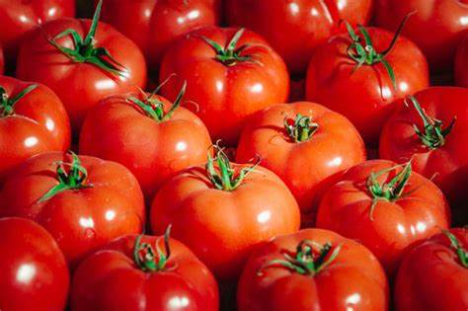 Spanische Organisationen senden nach jüngsten Protesten Brief zur Unterstützung französischer Tomatenerzeuger