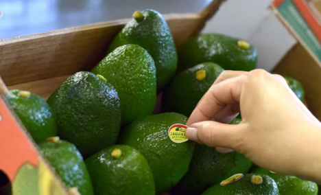 Abrafrutas: Avocado Jaguacy – brasilianische Spitzenleistung in der Avocadoproduktion