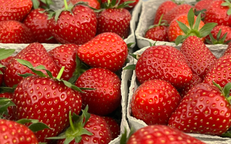 Bundesfachgruppe Obstbau: Erdbeeren - Pflanzenschutz vs. Schimmelpilze