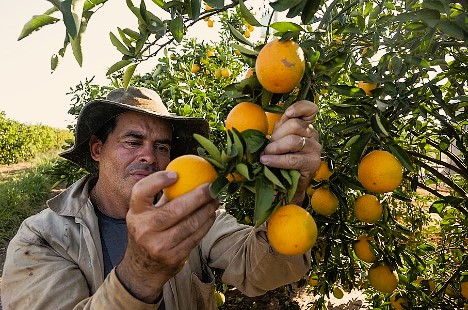 FAIRTRADE Österreich: Orangensaft-Krise spitzt sich zu