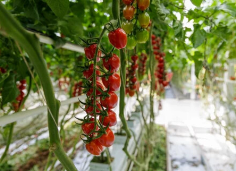 Neue Tomatensorten von Rijk Zwaan kombinieren hohe Resistenzen mit Geschmack