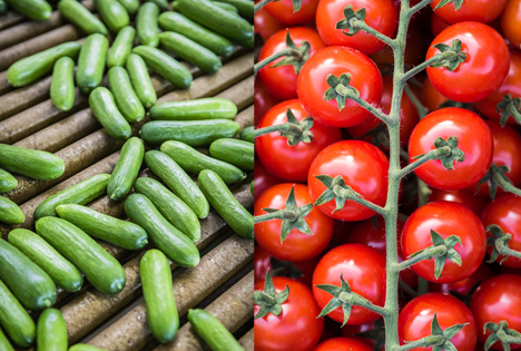 Deutsches Obst und Gemüse: Erste Gurken und Tomaten aus heimischem Anbau