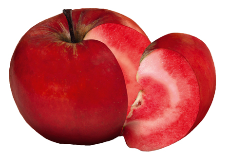 BFV: Der neue Ertrag Redlove®-Äpfel - Innen rot und außen rot ‹ Fruchtportal