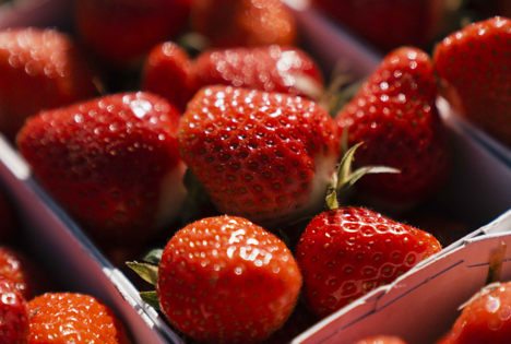 Die Zeit ist reif für frühe Schweizer Erdbeeren