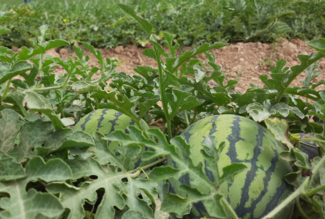 Bio Campojoyma dehnt Biowassermelonen-Produktion bis Oktober aus