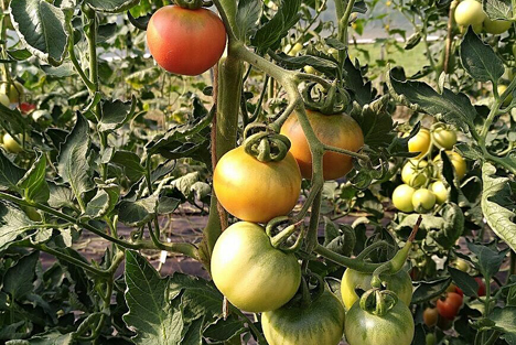 FiBL: Effizientere Saatgutgewinnung im biologischen Tomatenanbau