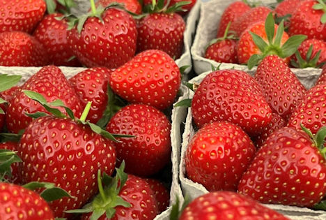 Erdbeeren aus Deutschland ®FGO